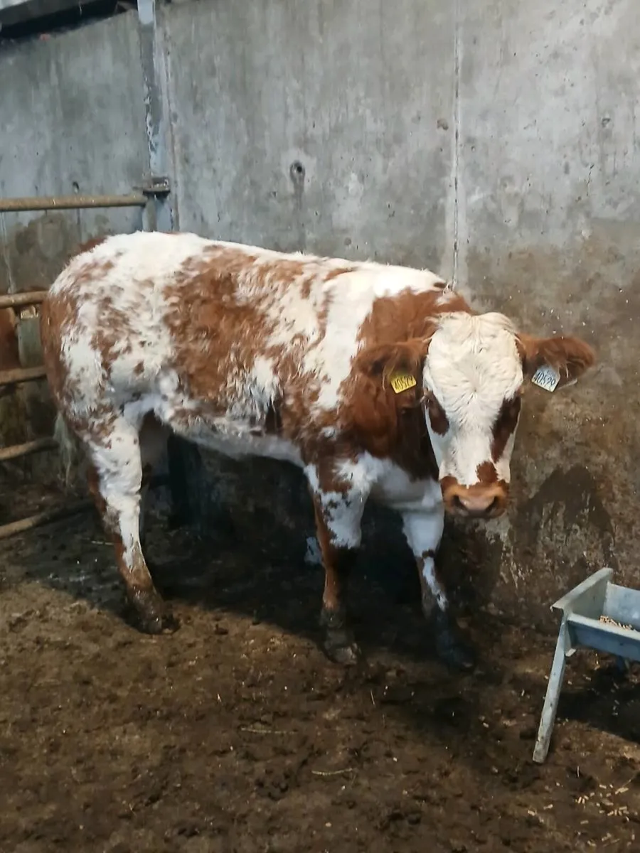 4* BBX Heifer - Image 1