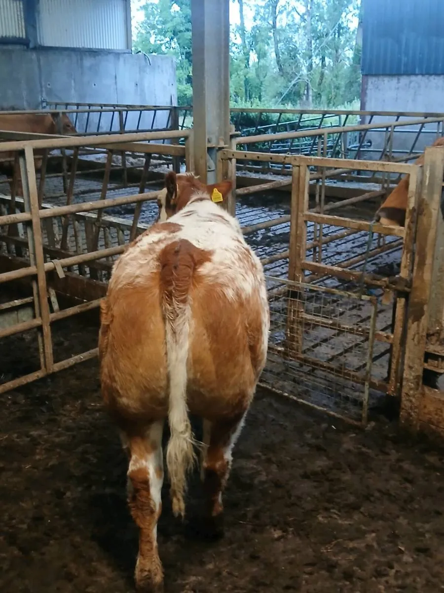 4* BBX Heifer - Image 2