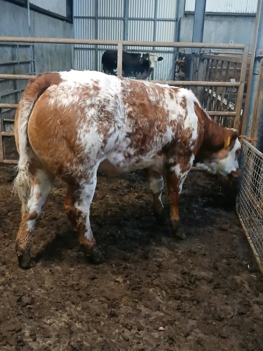 4* BBX Heifer - Image 3