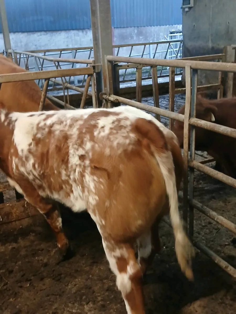 4* BBX Heifer - Image 4