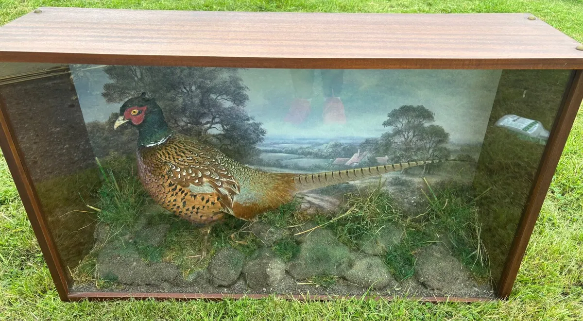 Vintage Taxidermy Pheasant - Image 1
