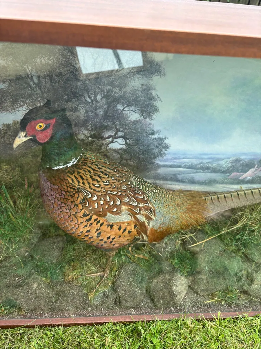 Vintage Taxidermy Pheasant - Image 4