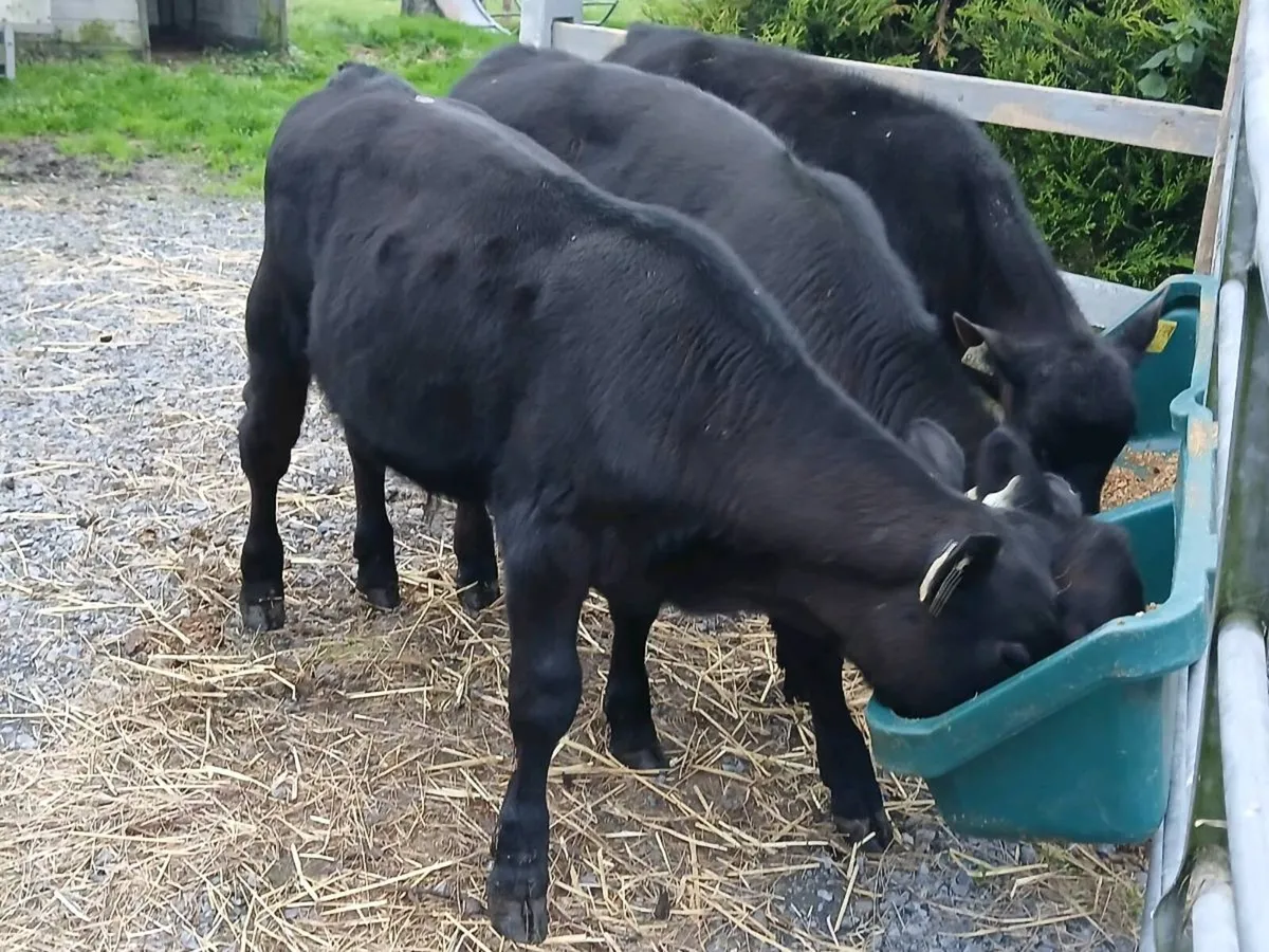 3 Reared Angus Bulls - Image 2