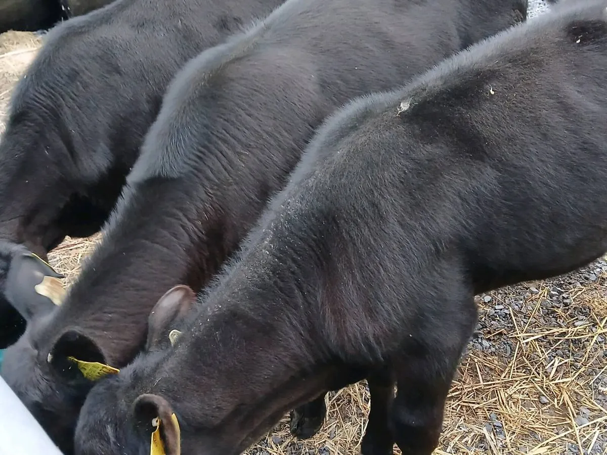 3 Reared Angus Bulls - Image 3