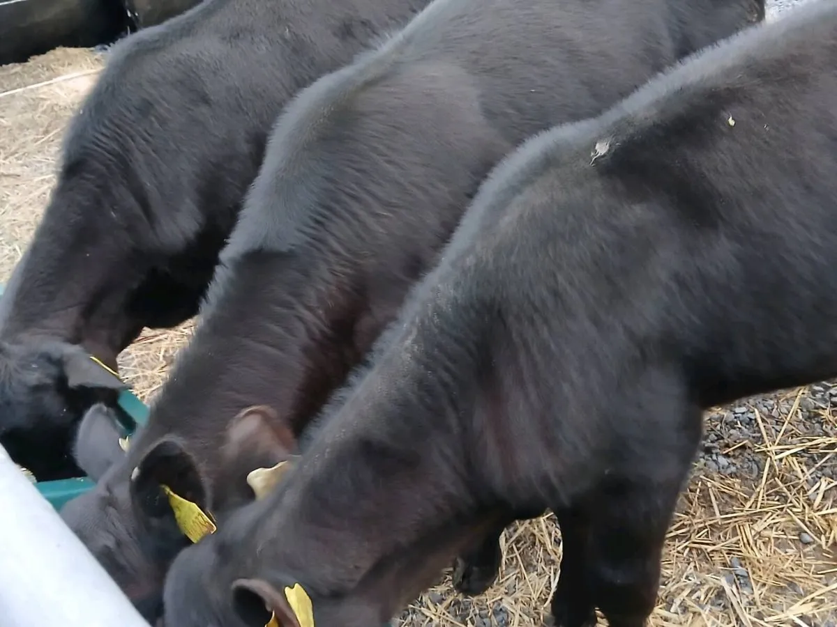 3 Reared Angus Bulls - Image 4
