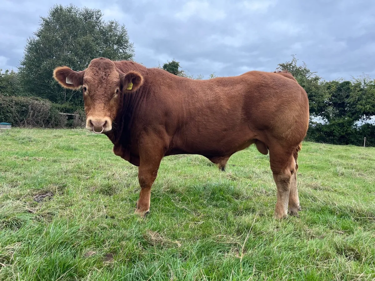 Pedigree Limousin bull by Scorpion - Image 1