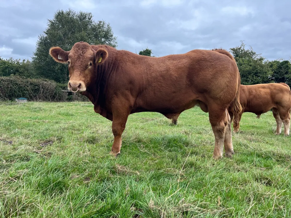 Pedigree Limousin bull by Scorpion - Image 2
