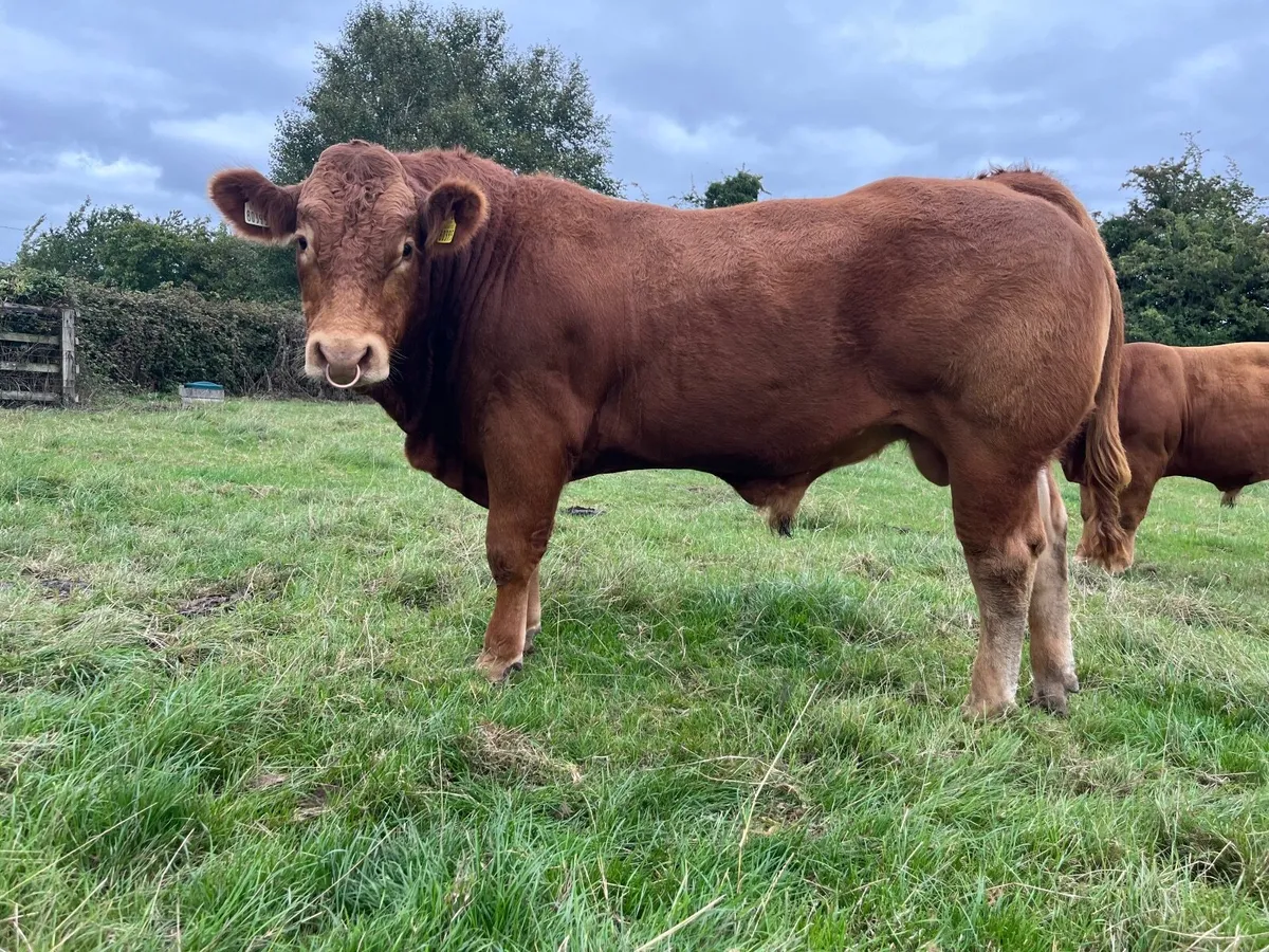 Pedigree Limousin bull by Scorpion - Image 3