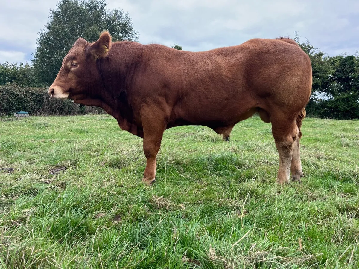 Pedigree Limousin bull by Scorpion - Image 4