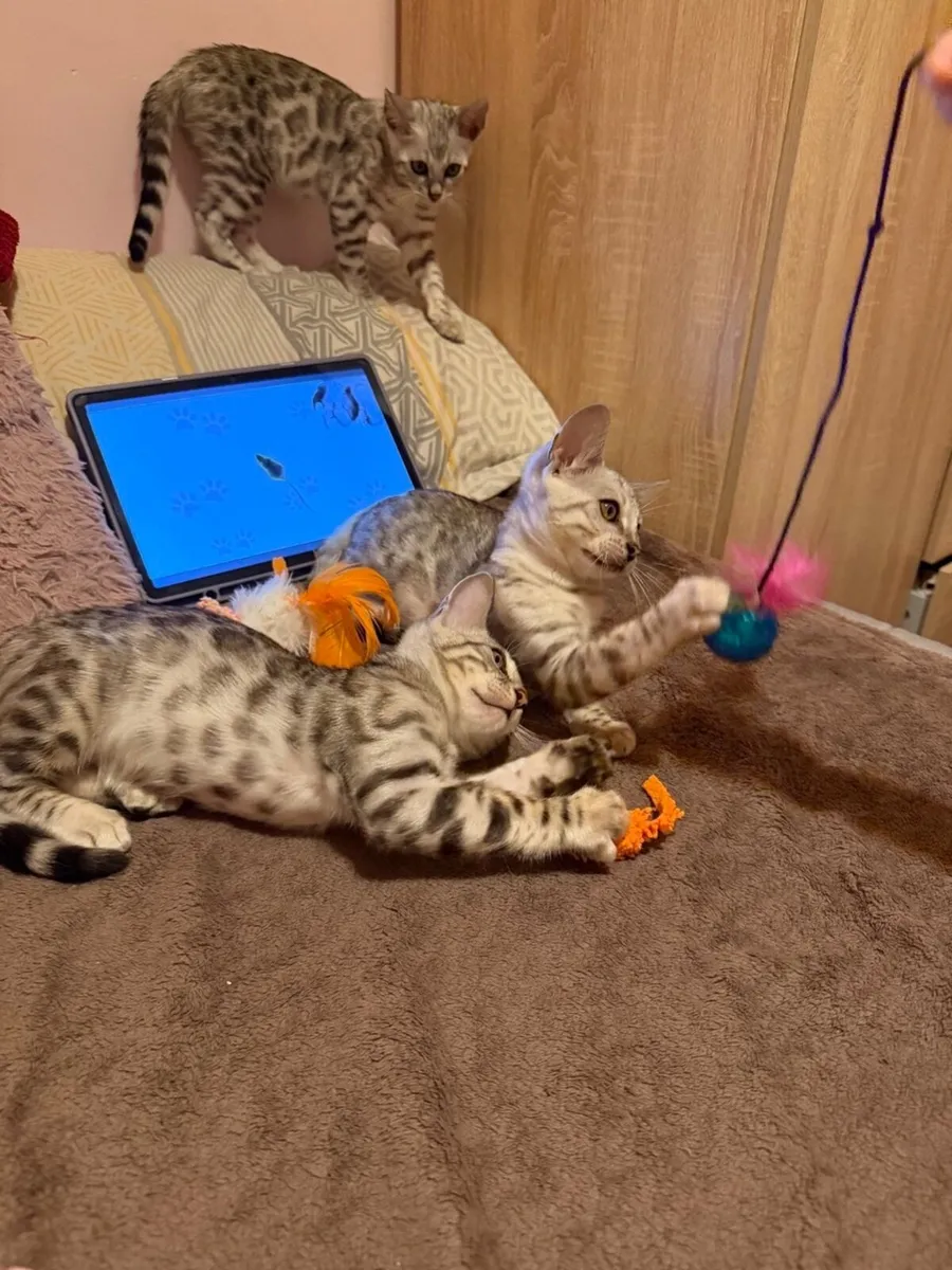 Kitten - Image 3