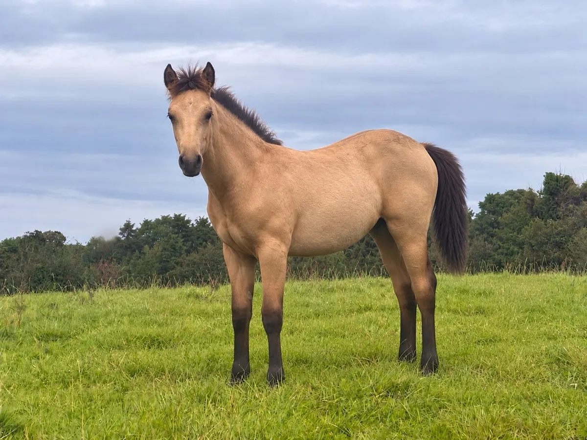 Gwennic de Gaoriva Colt Foal - Image 1