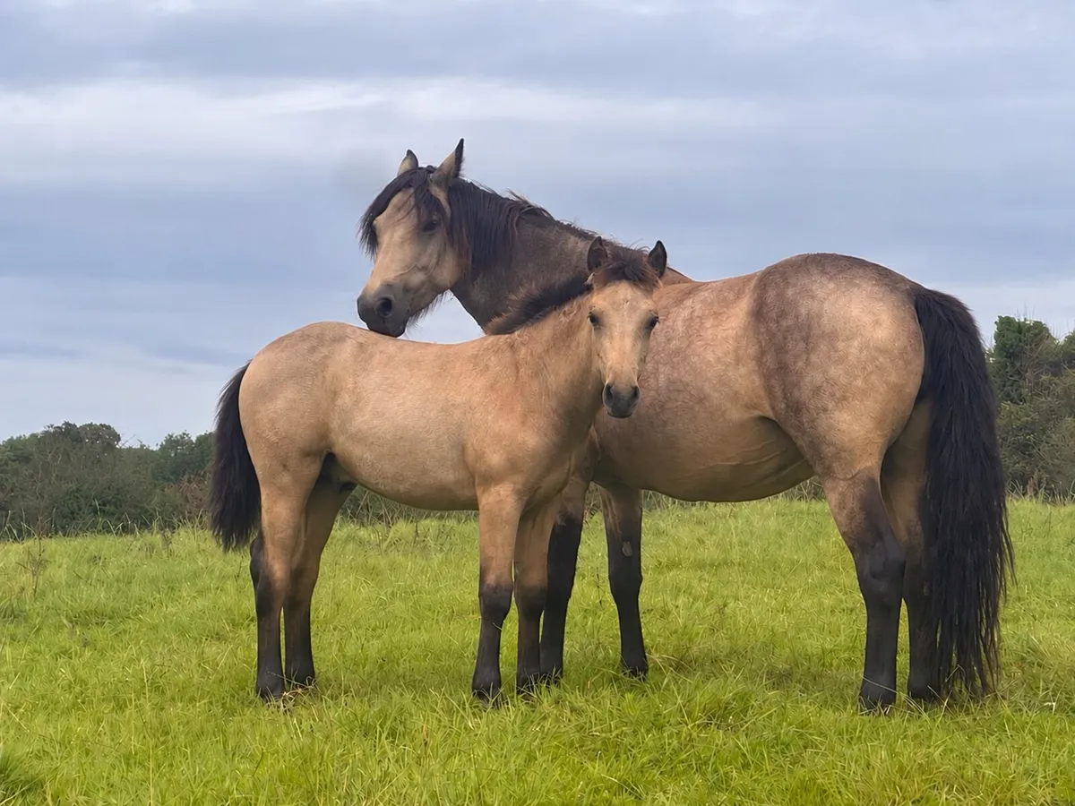 Gwennic de Gaoriva Colt Foal - Image 2