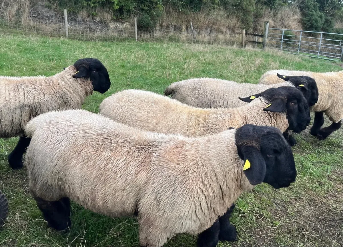 Suffolk pedigree ram lambs for sale - Image 3