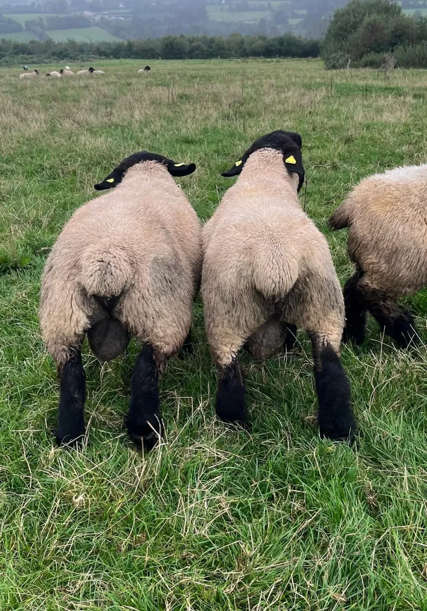 Suffolk pedigree ram lambs for sale - Image 4