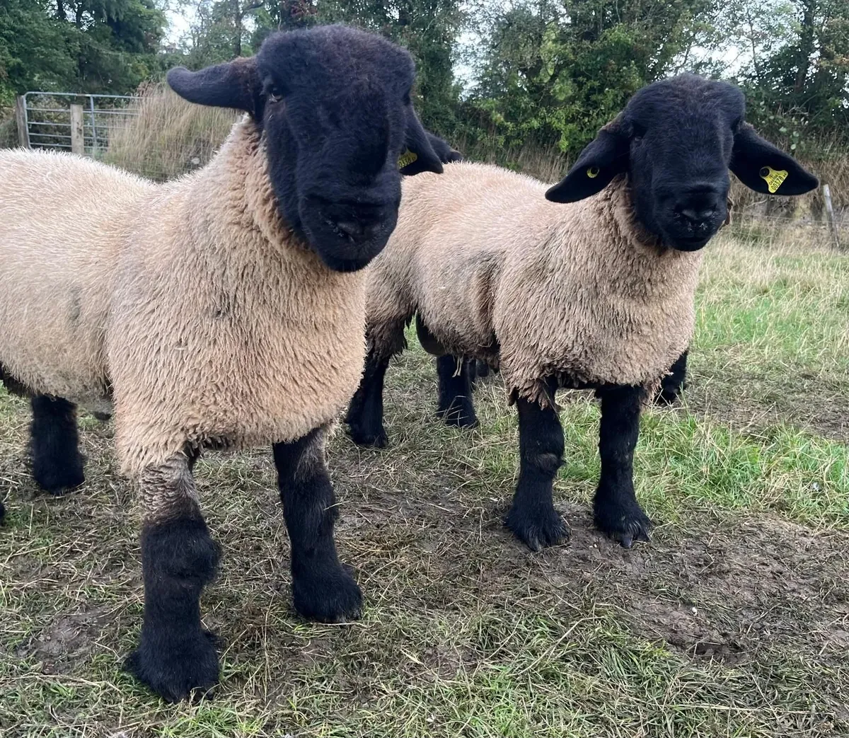 Suffolk pedigree ram lambs for sale - Image 2