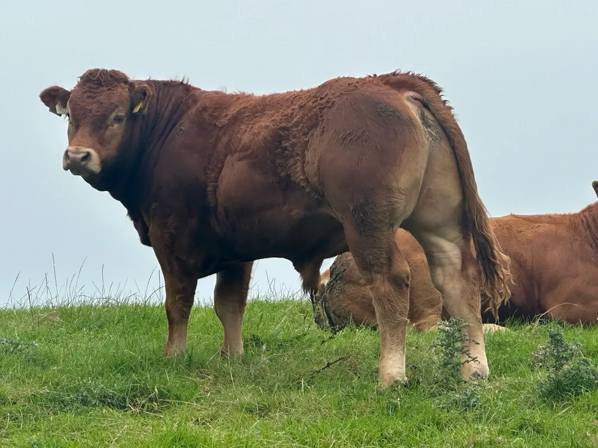 5 star Pure bred limousin bulls - Image 1