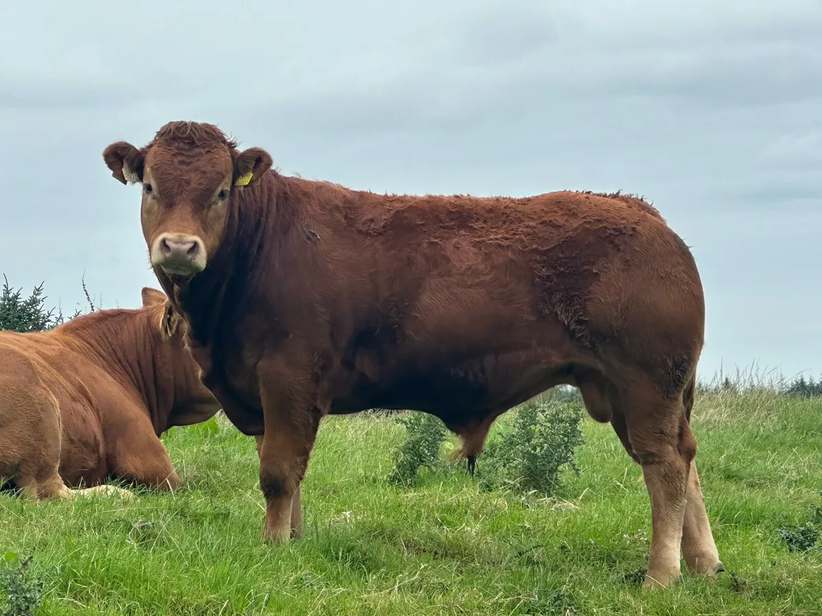 5 star Pure bred limousin bulls - Image 2