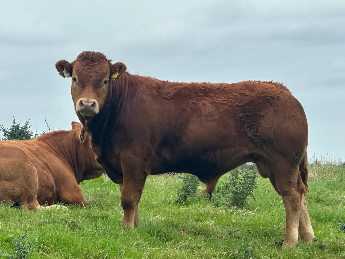 5 star Pure bred limousin bulls - Image 3
