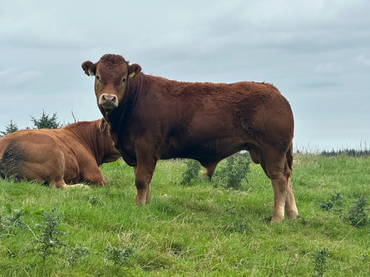 5 star Pure bred limousin bulls - Image 4