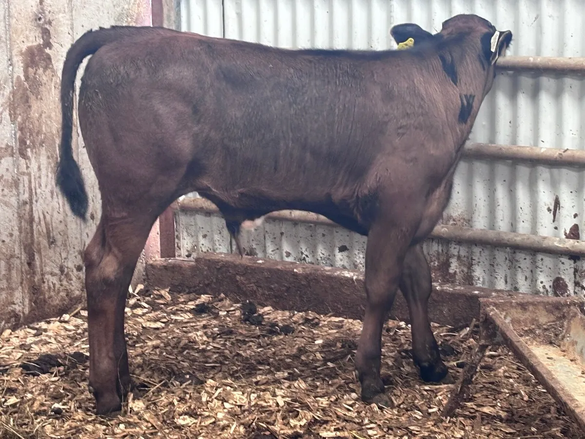 Smashing Limision bull Weanling for sale - Image 4