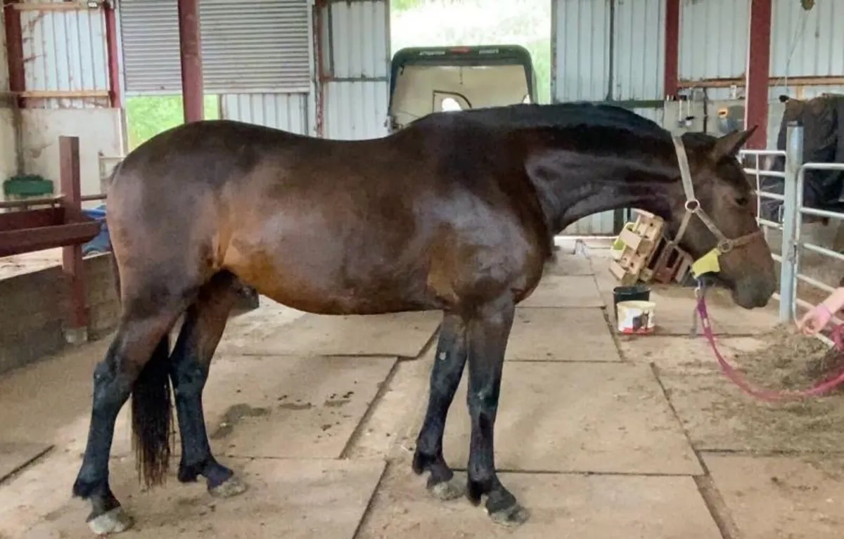 3yo Connemara x Cob - Image 1