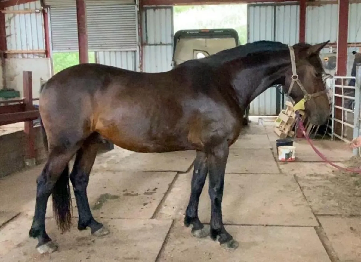 3yo Connemara x Cob - Image 2