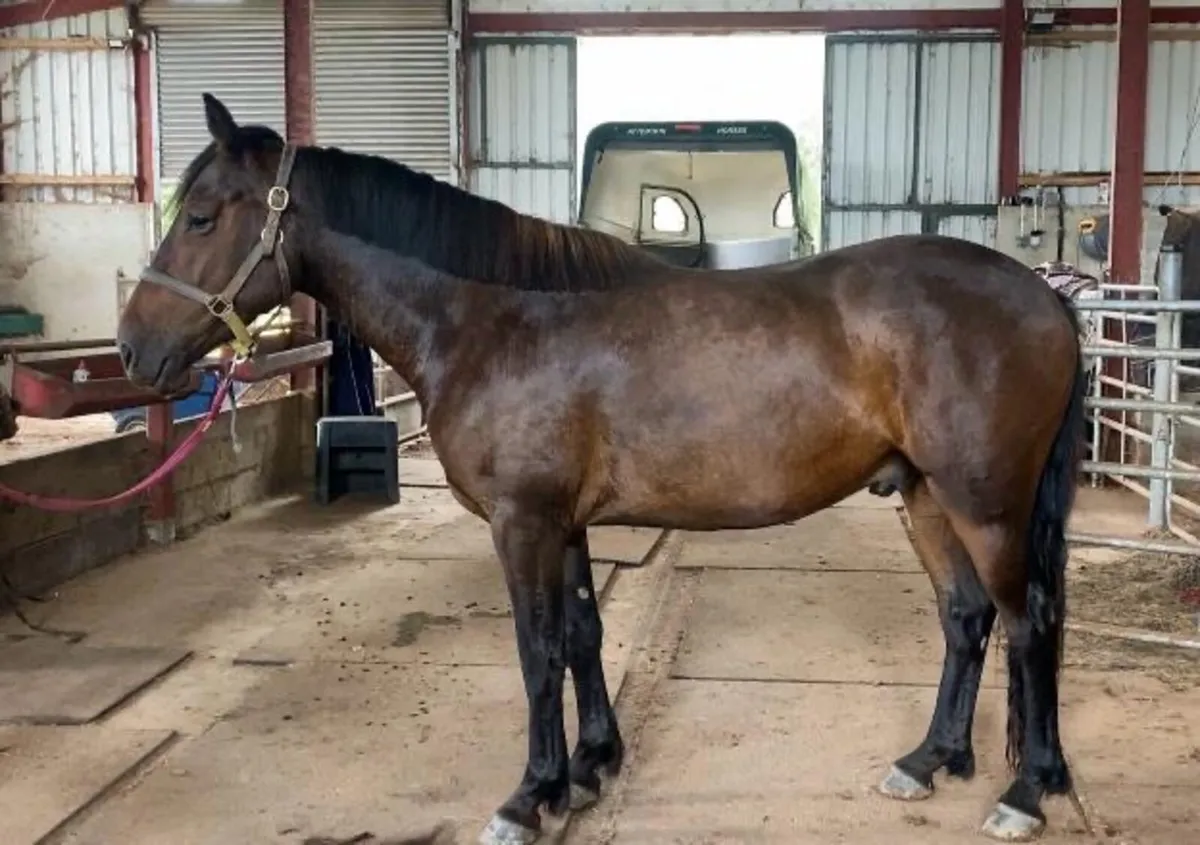 3yo Connemara x Cob - Image 3