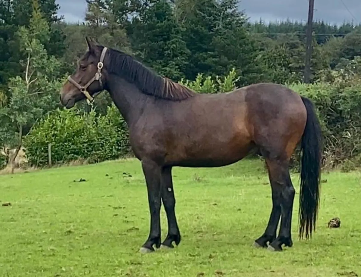 3yo Connemara x Cob - Image 4
