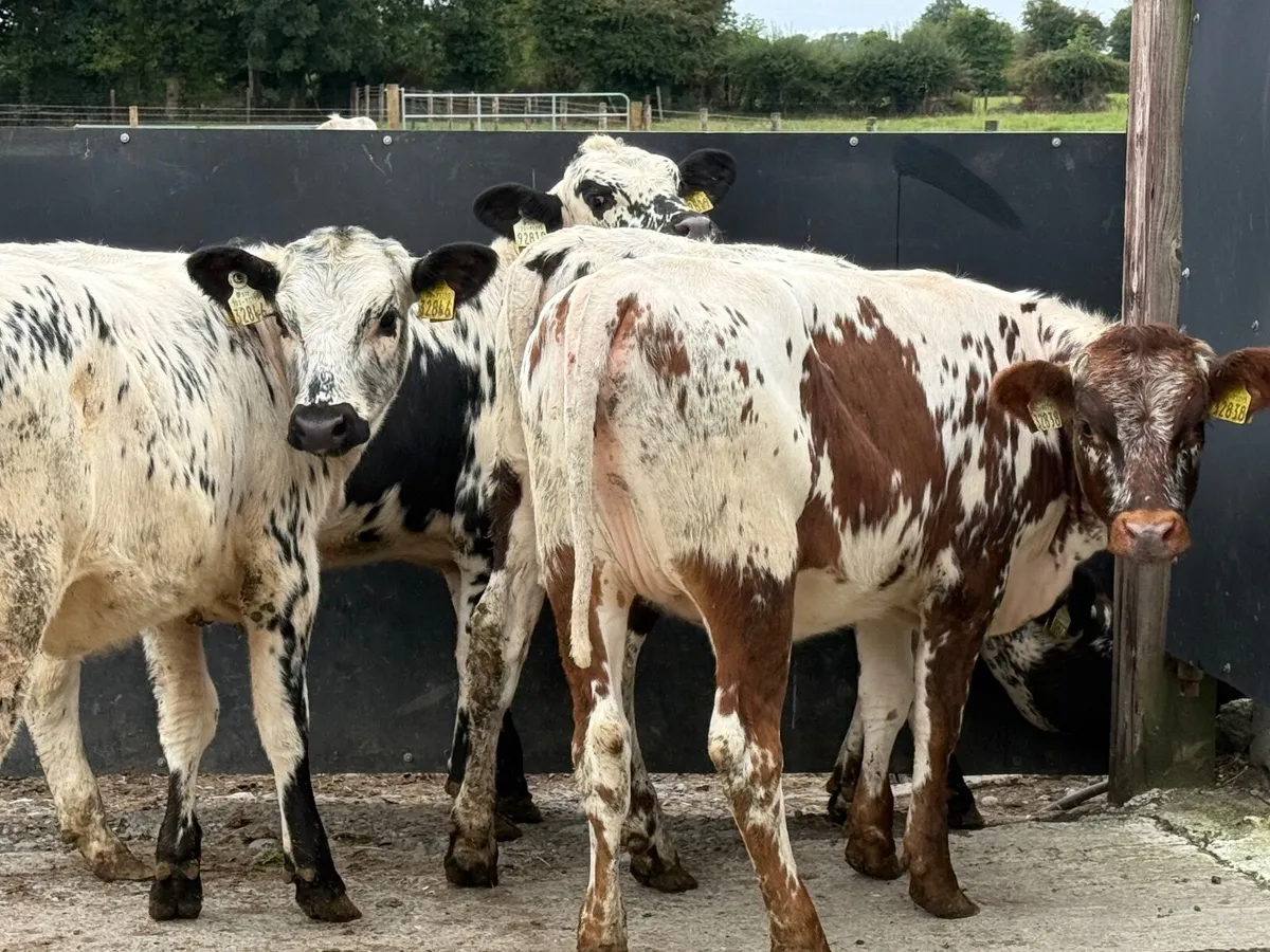 4 SUPER SPECKLED PARK HEIFER WEANLINGS ( 5 ⭐️) - Image 4