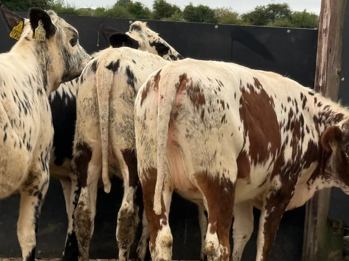 4 SUPER SPECKLED PARK HEIFER WEANLINGS ( 5 ⭐️) - Image 3