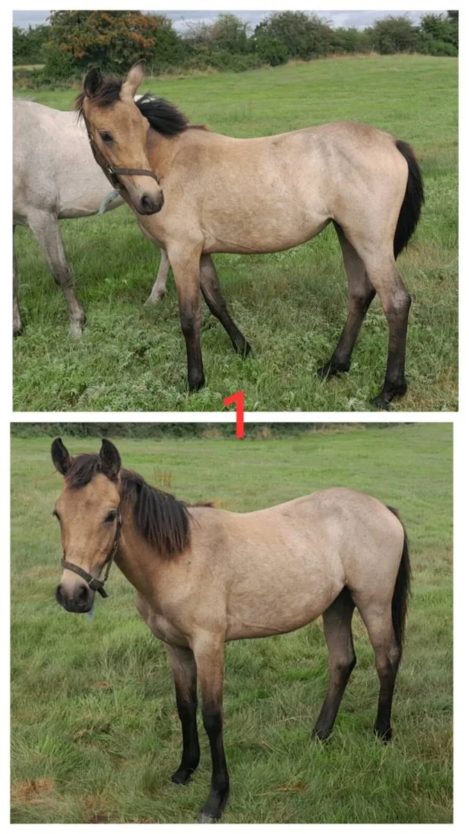 Connemara foals - Image 1