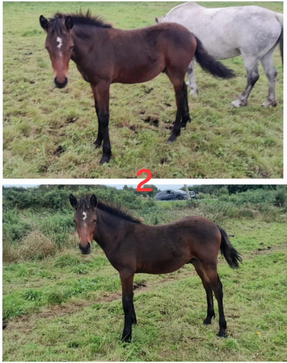 Connemara foals - Image 2