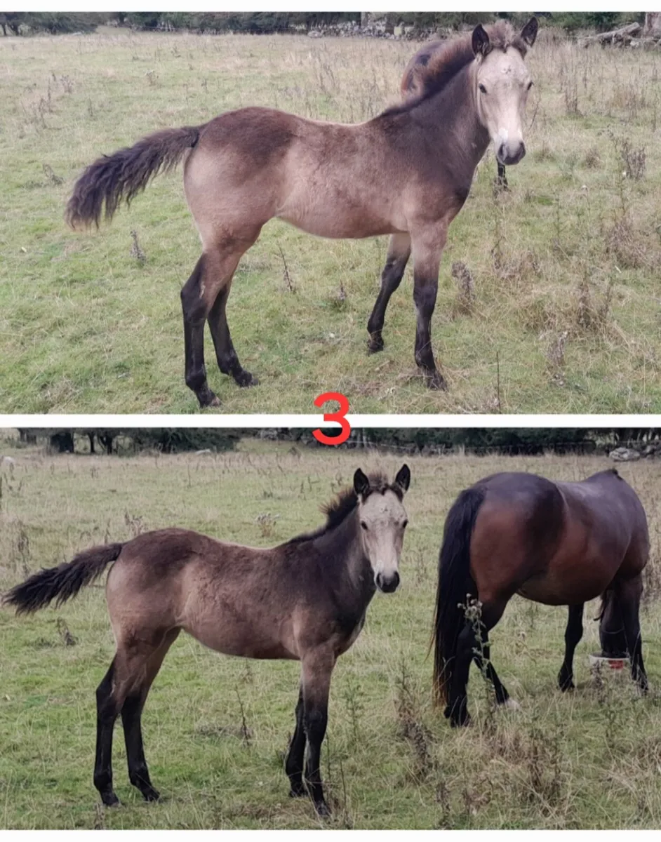 Connemara foals - Image 3