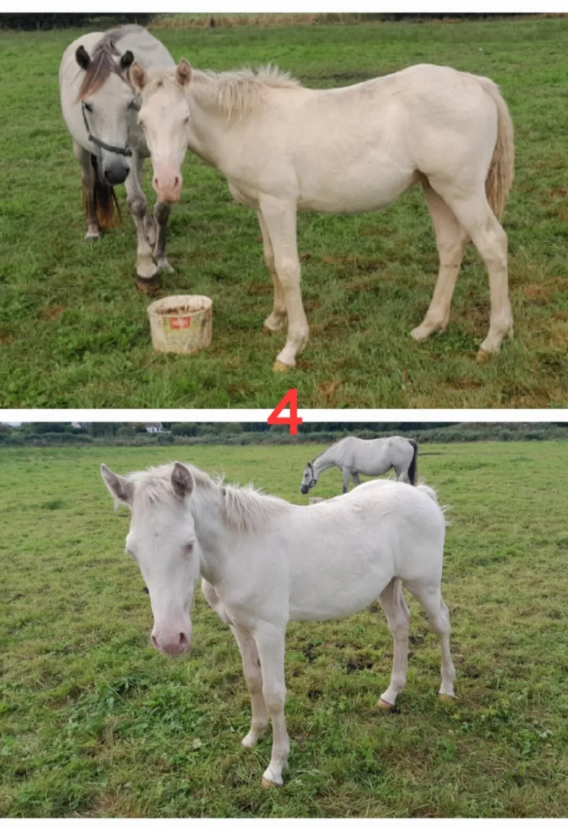 Connemara foals - Image 4