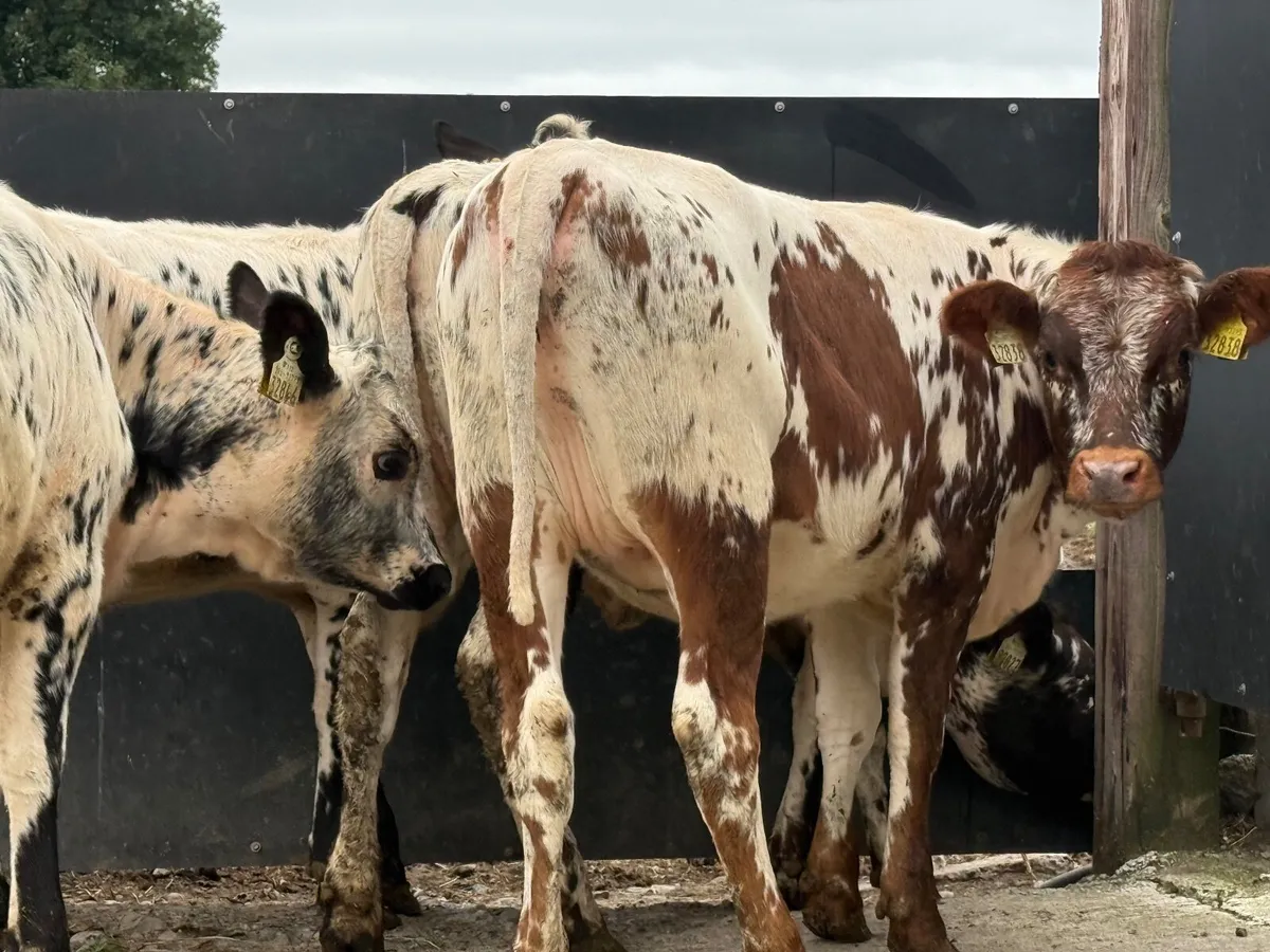 4 SUPER SPECKLED PARK HEIFER WEANLINGS ( 5 ⭐️) - Image 1