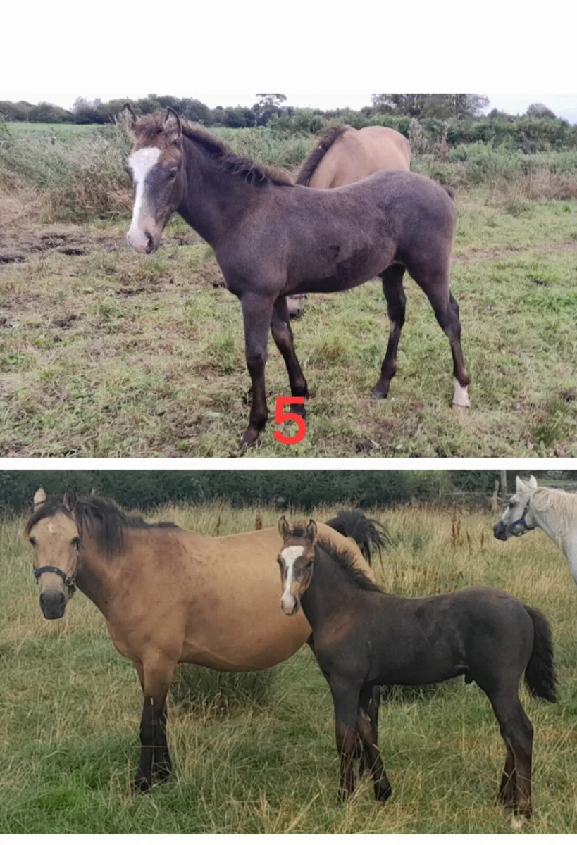 Connemara foals by Class 1 Sires & Dams - Image 3