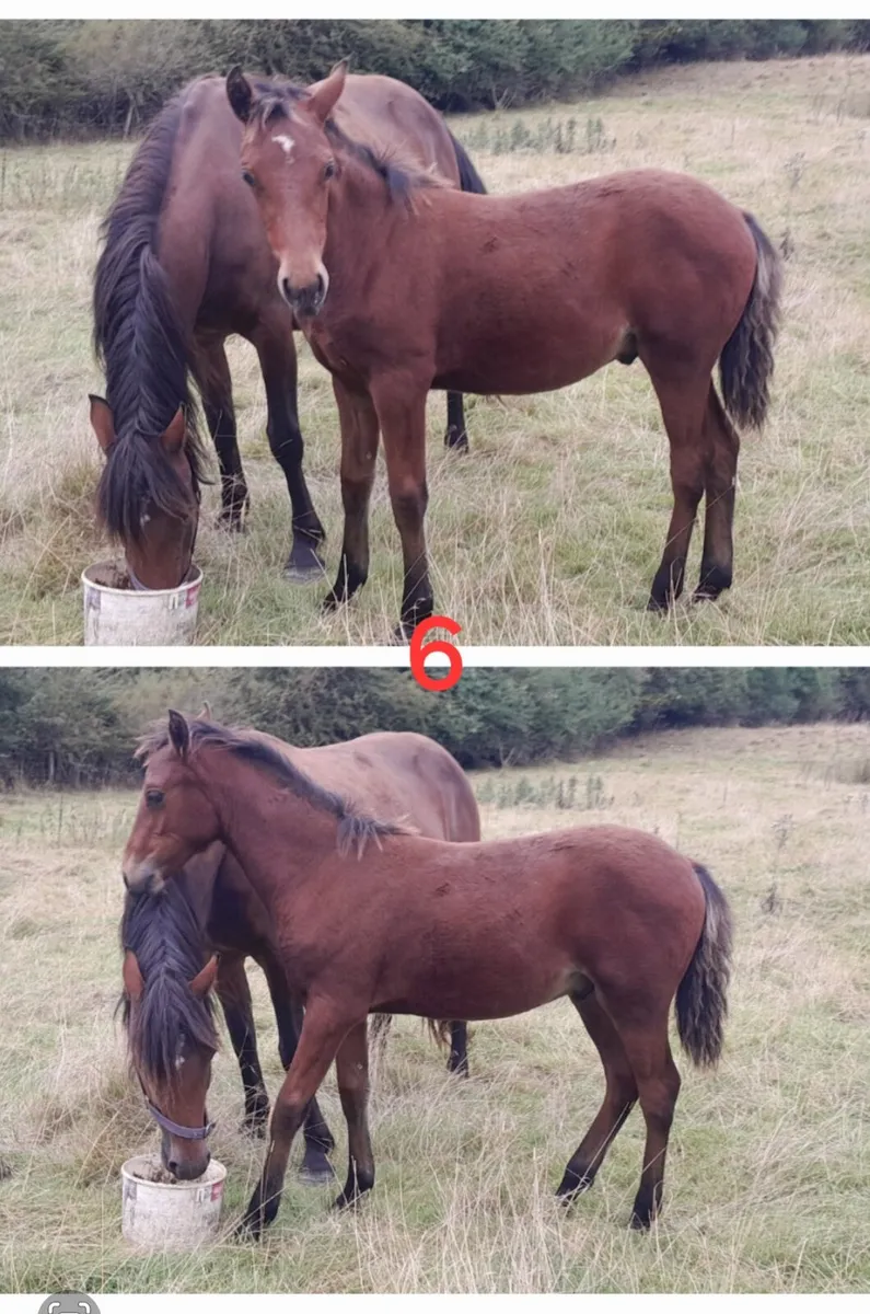 Connemara foals by Class 1 Sires & Dams - Image 4