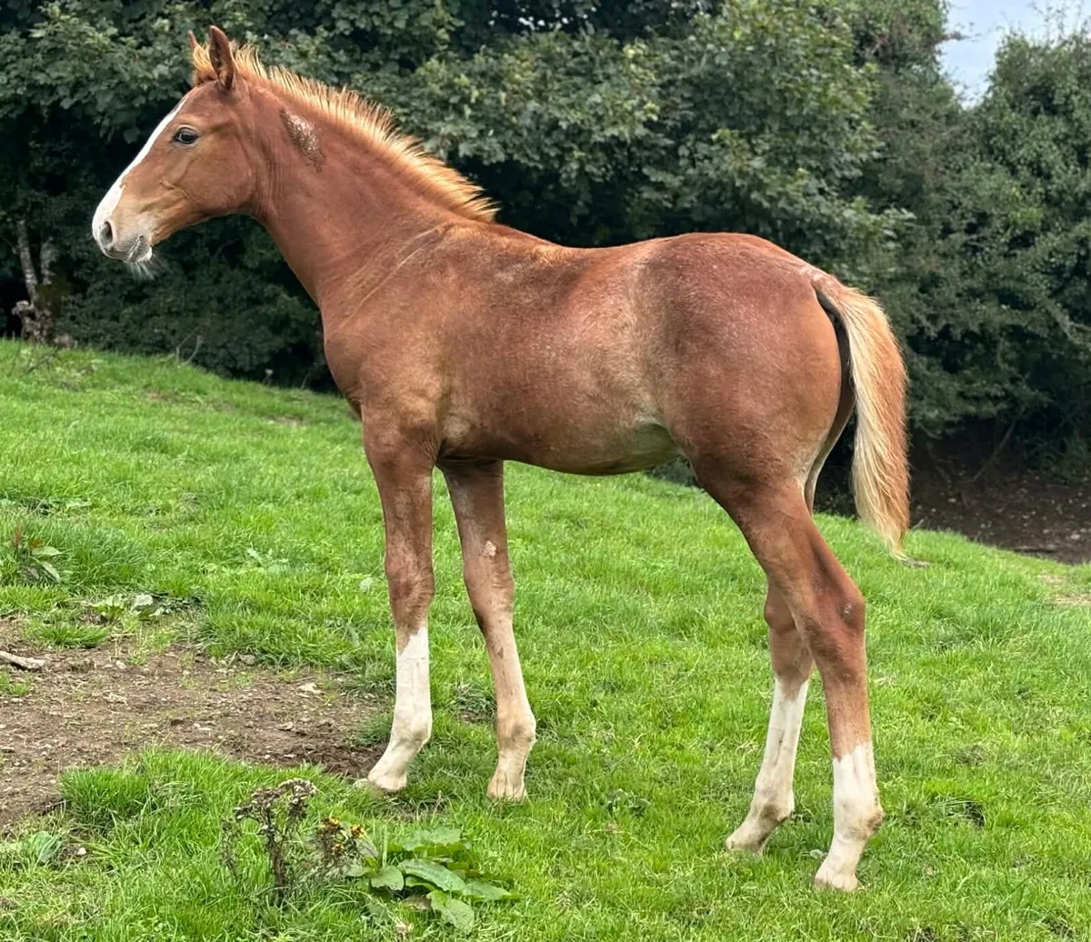 Foal - Image 1