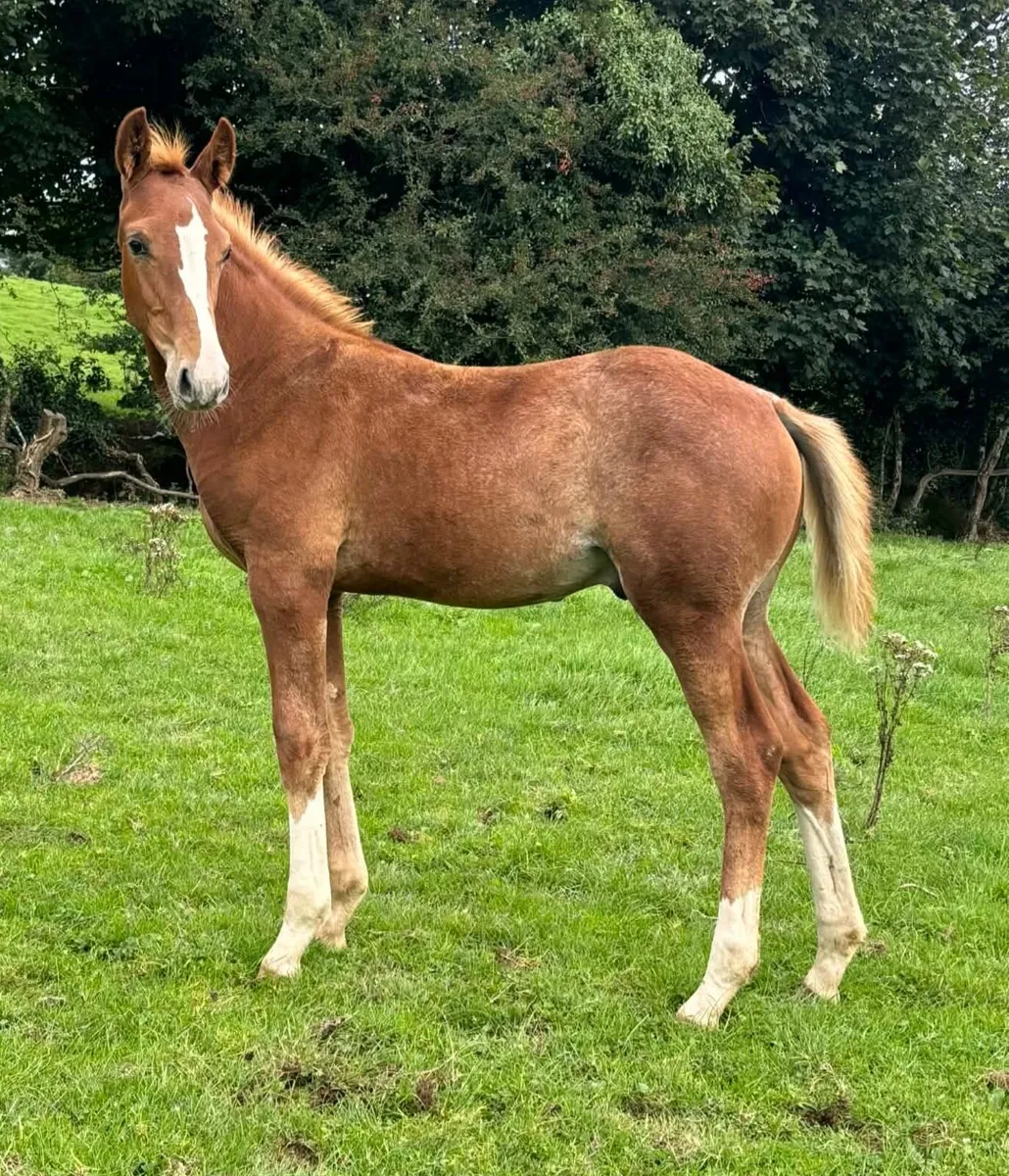 Foal - Image 4