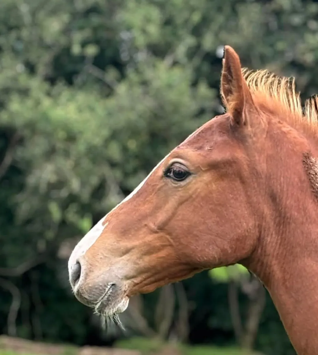 Foal - Image 3