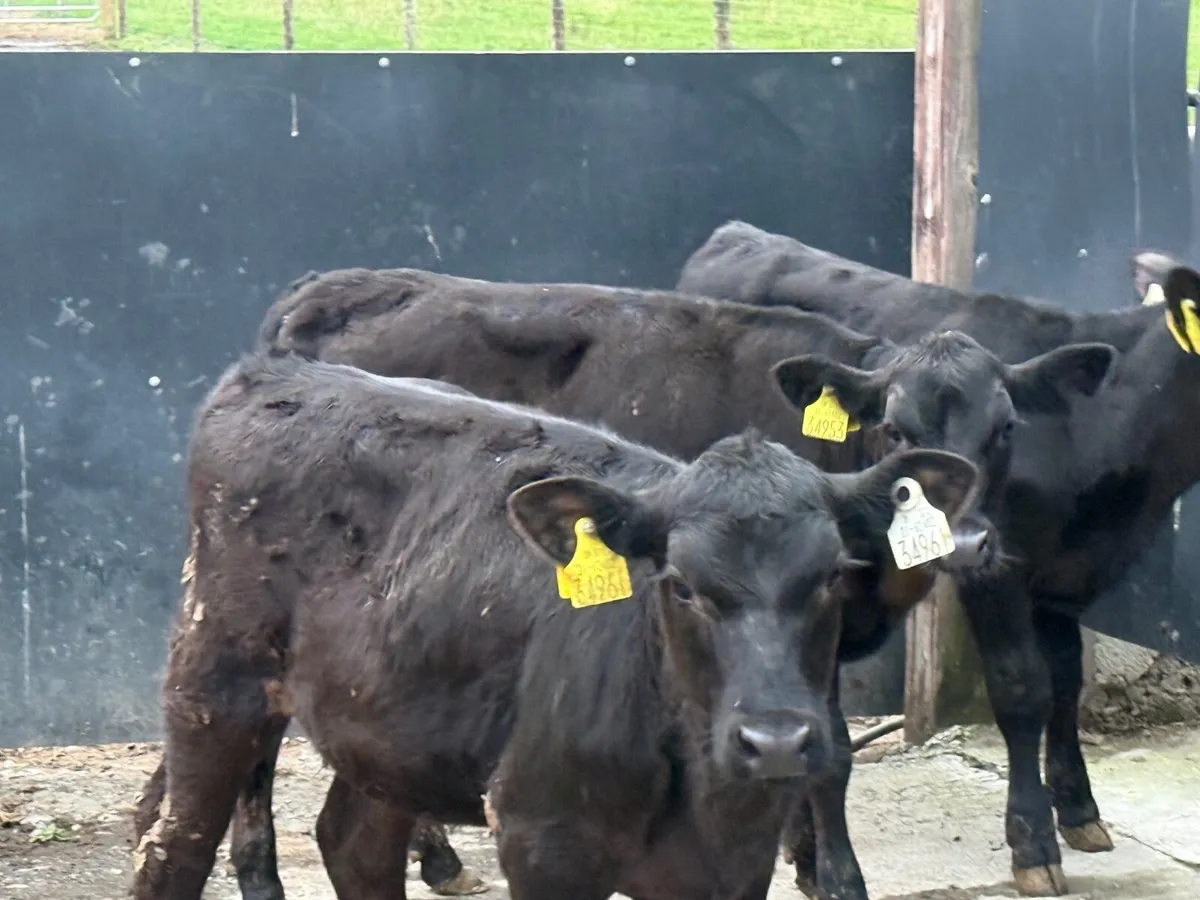5 ABERDEEN ANGUS WEANLINGS ( HOMEBRED) - Image 4