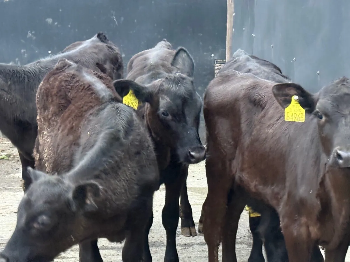 5 ABERDEEN ANGUS WEANLINGS ( HOMEBRED) - Image 2
