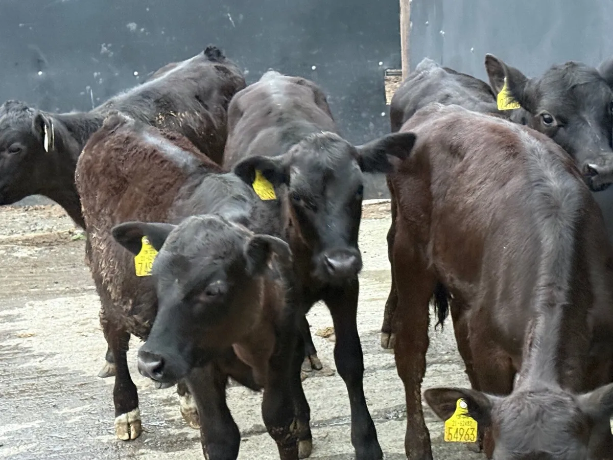 5 ABERDEEN ANGUS WEANLINGS ( HOMEBRED) - Image 1