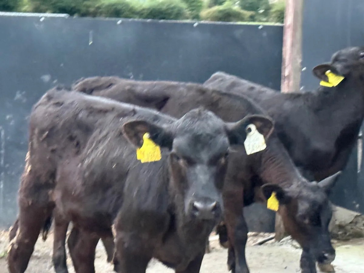 5 ABERDEEN ANGUS WEANLINGS ( HOMEBRED) - Image 3