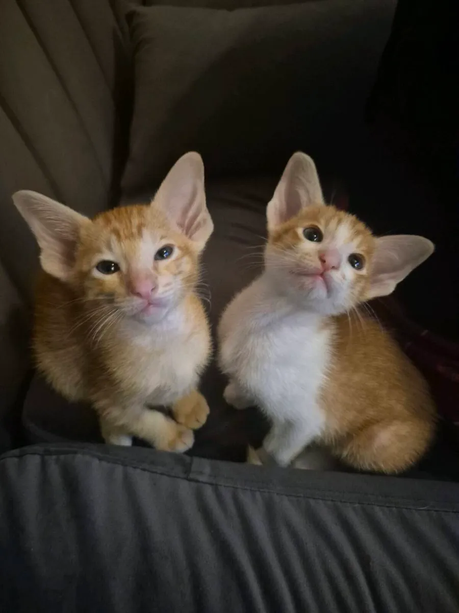 Pedigree Oriental kittens - Image 1