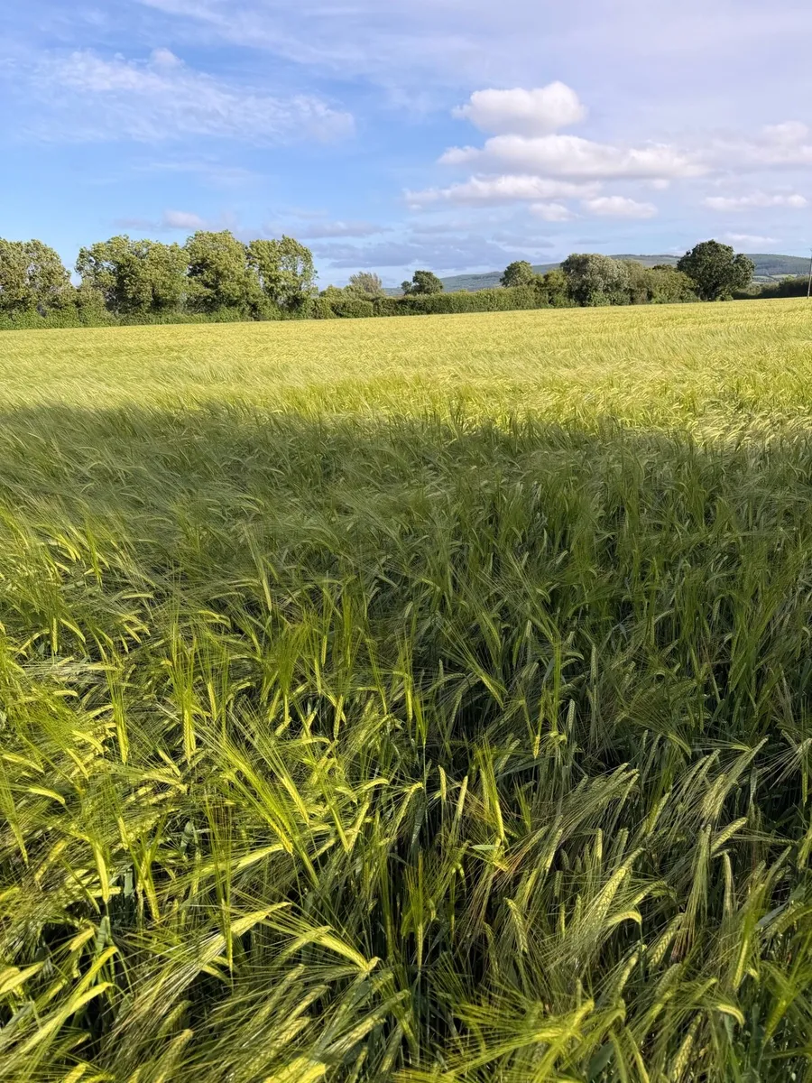 Wholecrop Winter Barley - Image 2