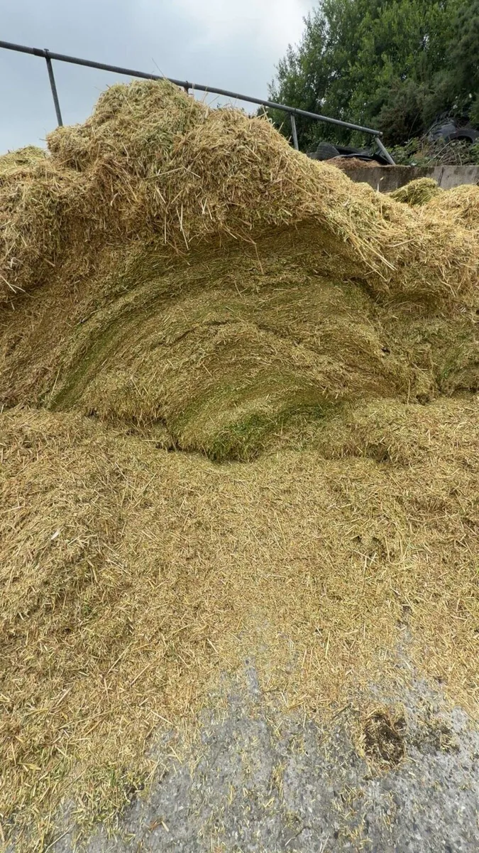 Wholecrop Winter Barley - Image 3