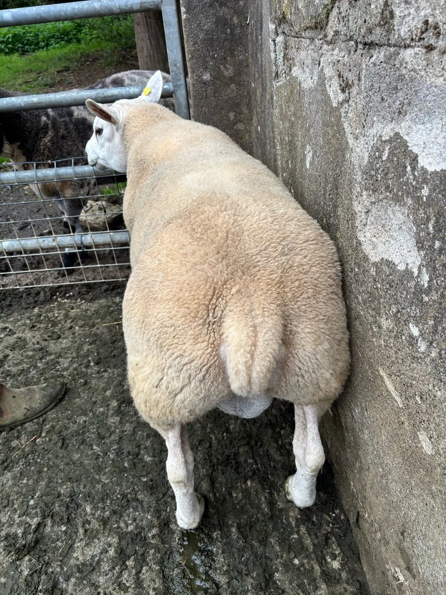 Texel rams - Image 1