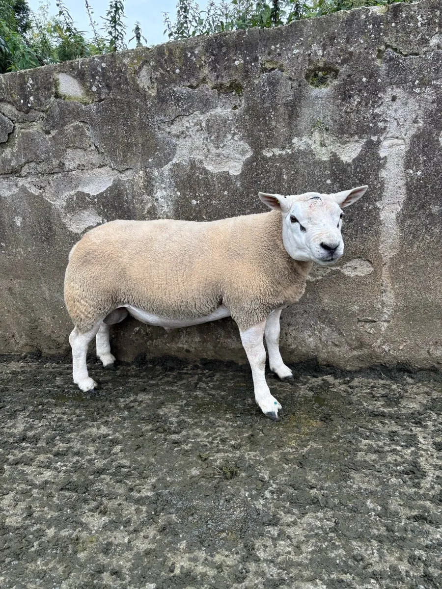 Texel rams - Image 2