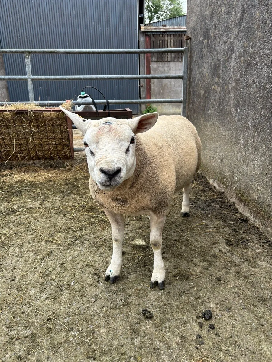 Texel rams - Image 3